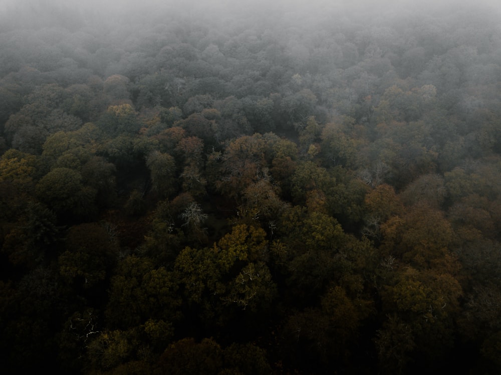 green trees