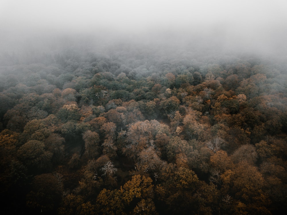 fog covered forest during daytime