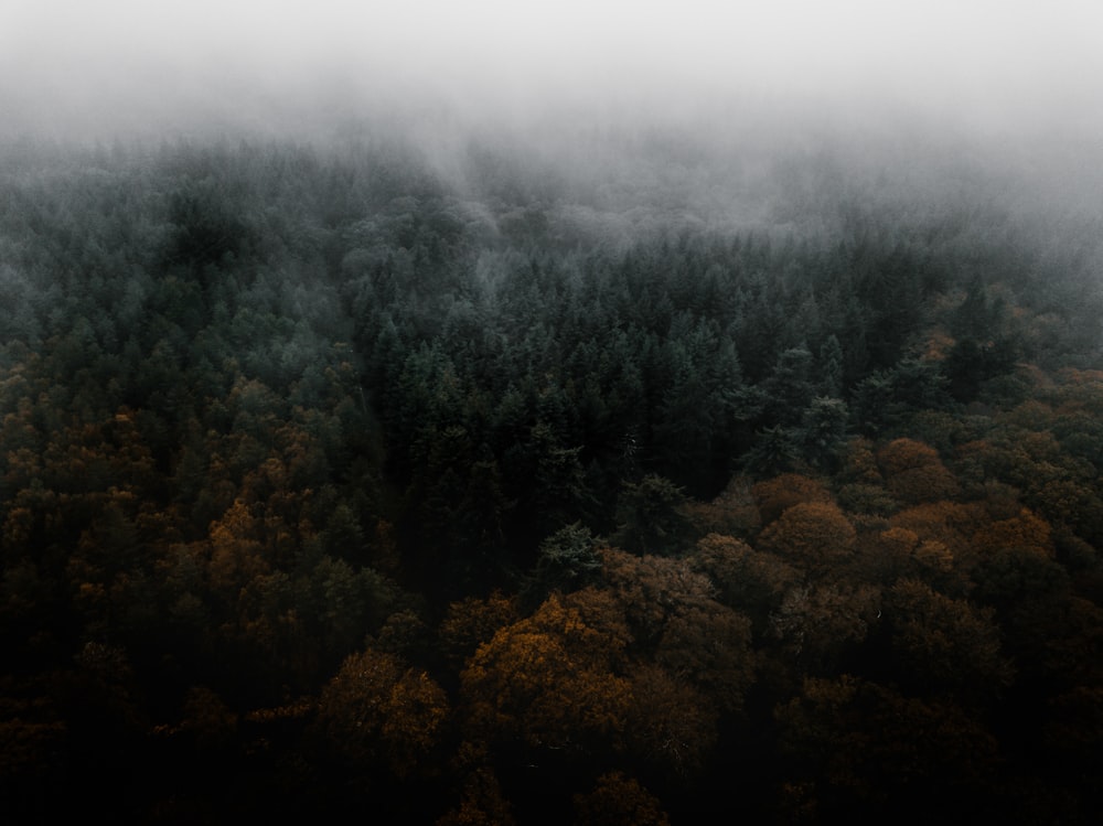 forêt pendant la journée