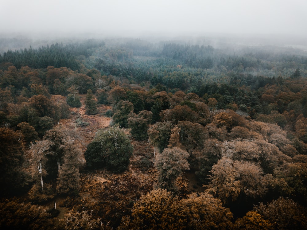 green trees