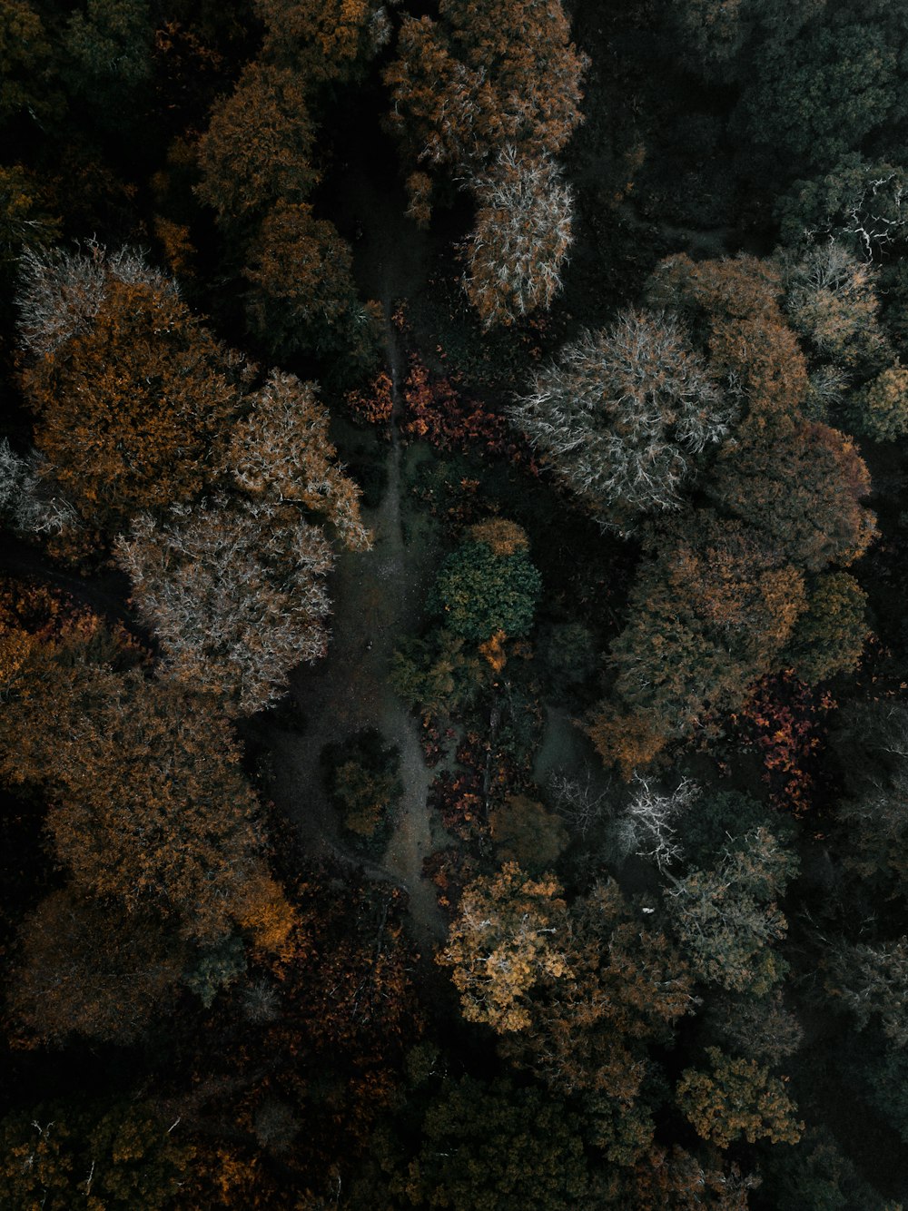 숲의 항공 사진