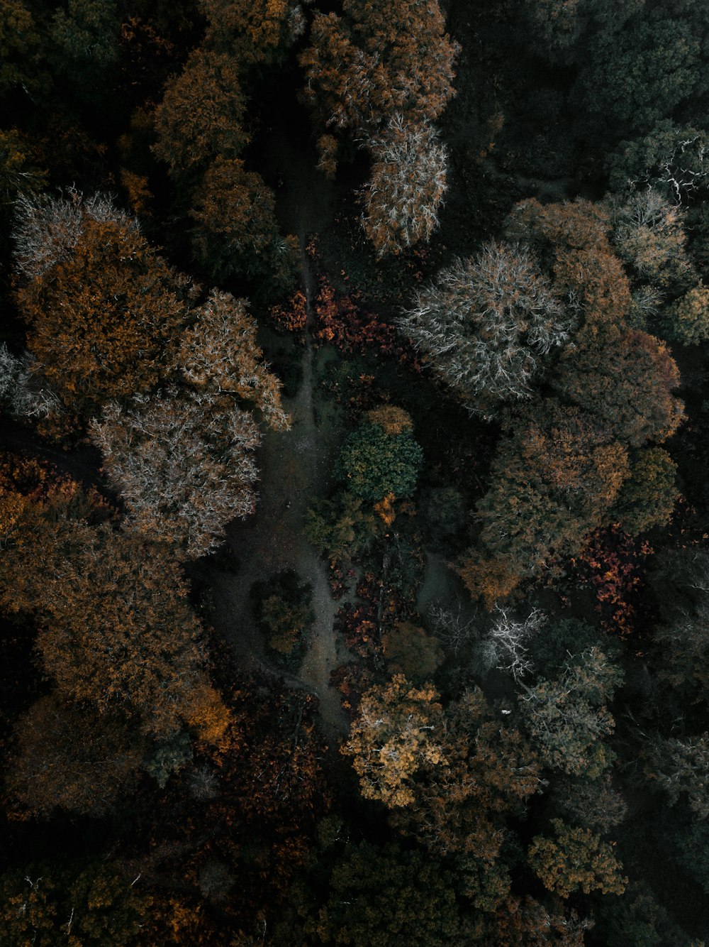 aerial photography of forest