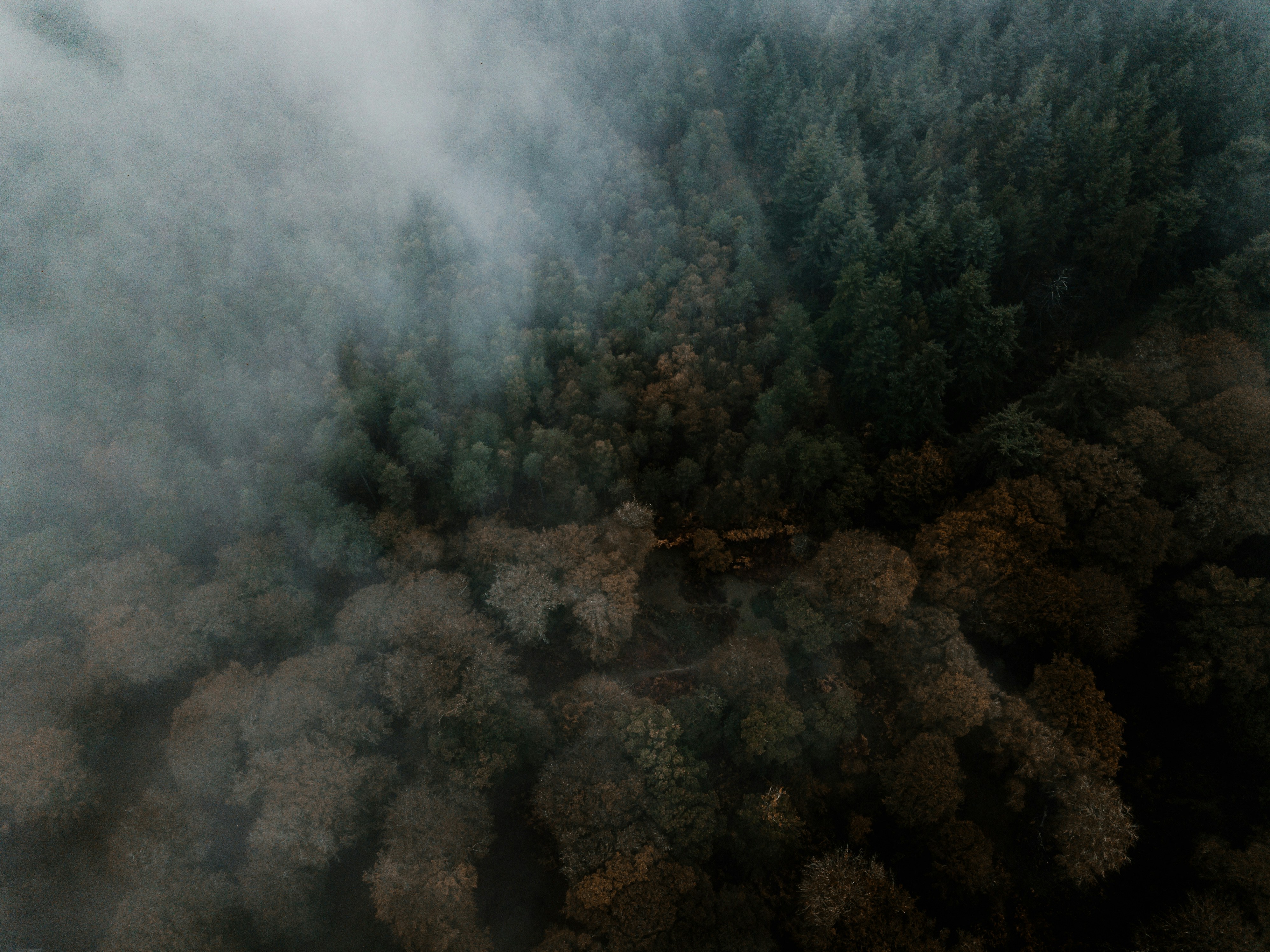 Changing Forests, Changing Lives (image credits: unsplash)