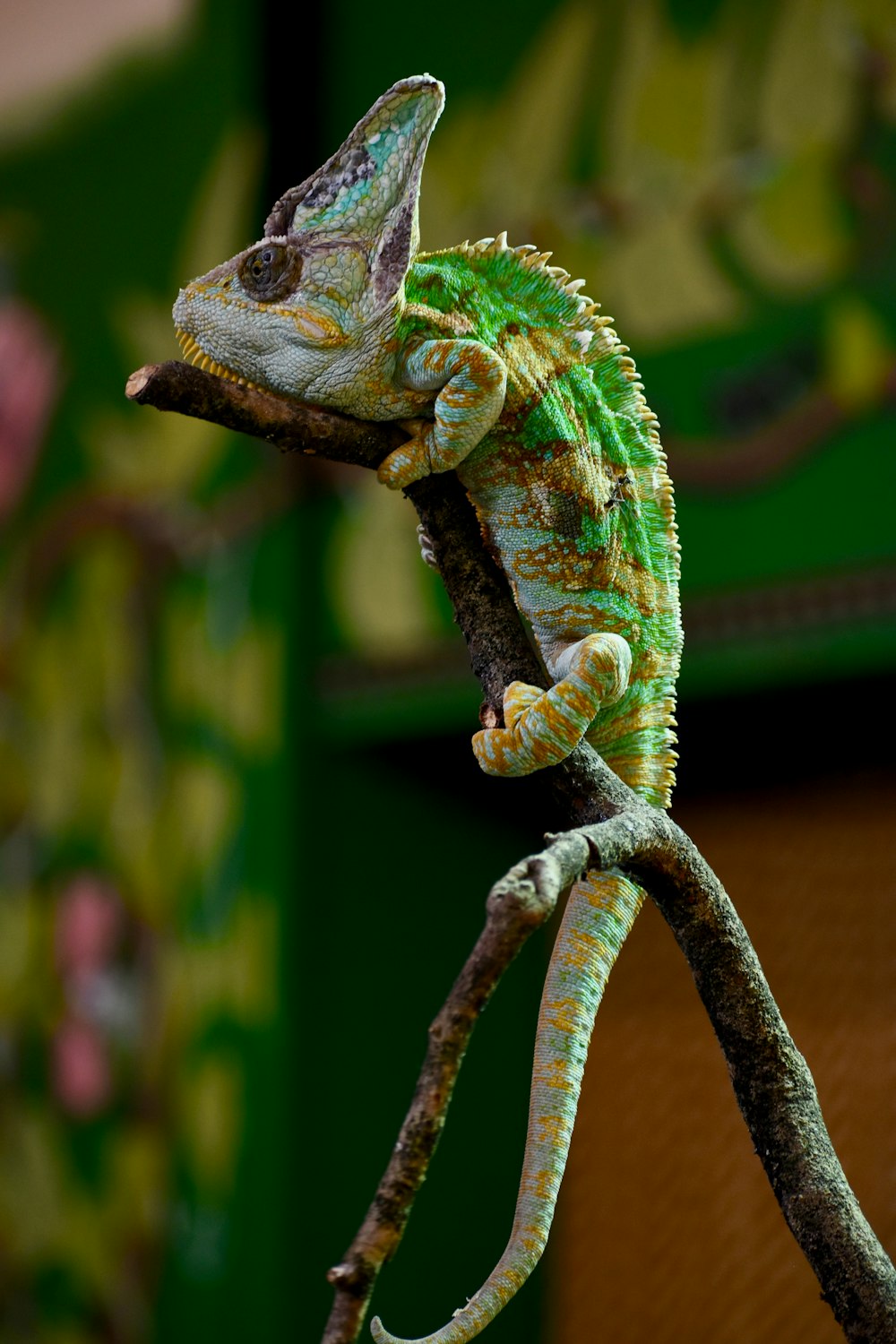 green and gray chameleon on tree branch