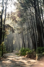 A serene forest path illuminated by soft sunlight filtering through tall trees.
