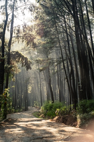 A serene forest path illuminated by soft sunlight filtering through tall trees.