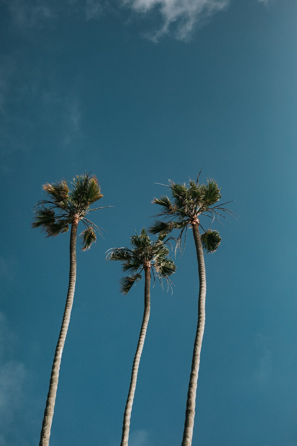 low angle photography of three coconut trees