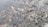 A dense gathering of fish swarming at the surface of the water, their mouths open as if feeding. The scene is chaotic, with fish overlapping each other in a mass.