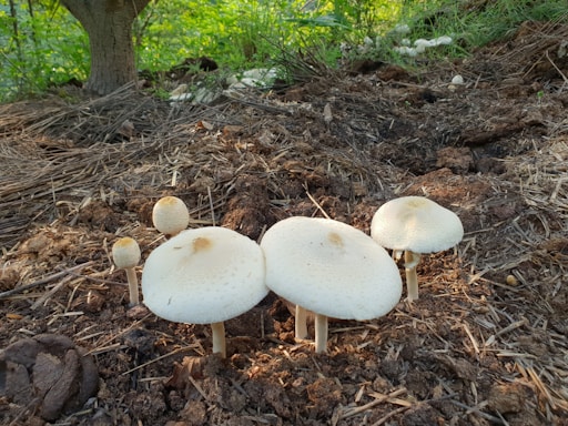 Several white mushrooms are growing in a natural, earthy environment among brown soil and dried grass, with green foliage in the background.