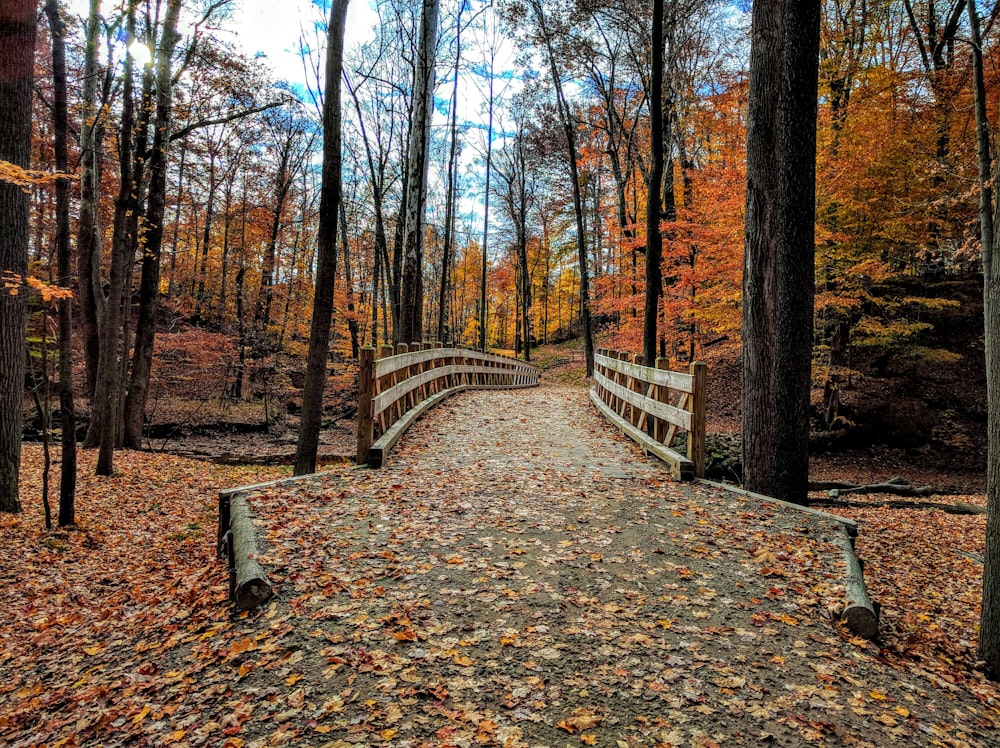 bridge covered in dried leaves