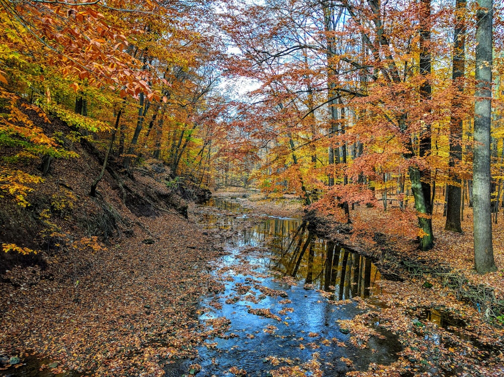 body of water flowing in the middle of woods