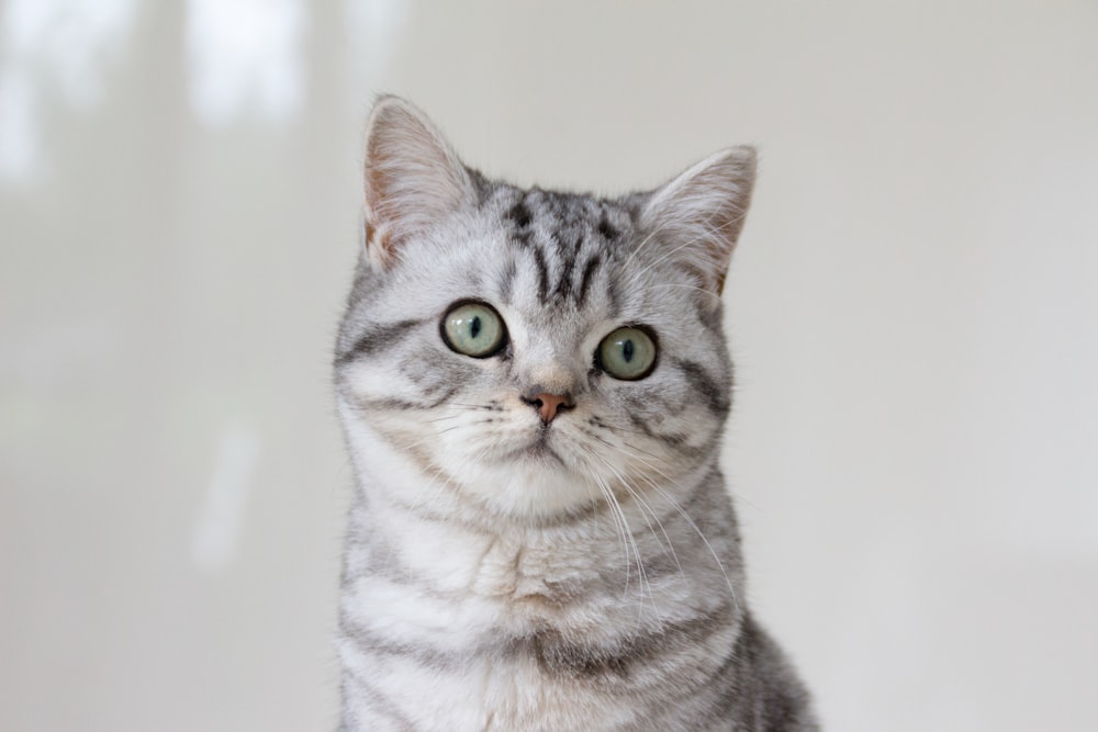 gray tabby cat