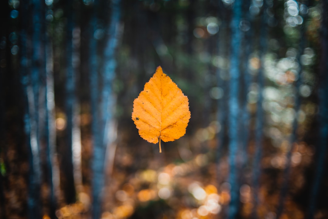 brown leaf close-up photography