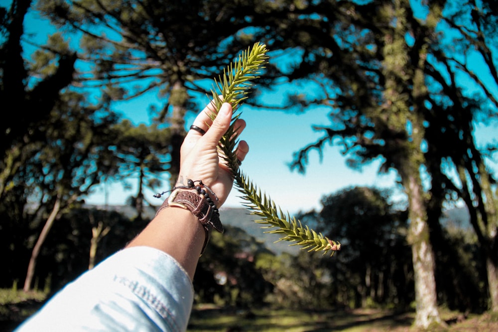 Persona sosteniendo una hoja verde