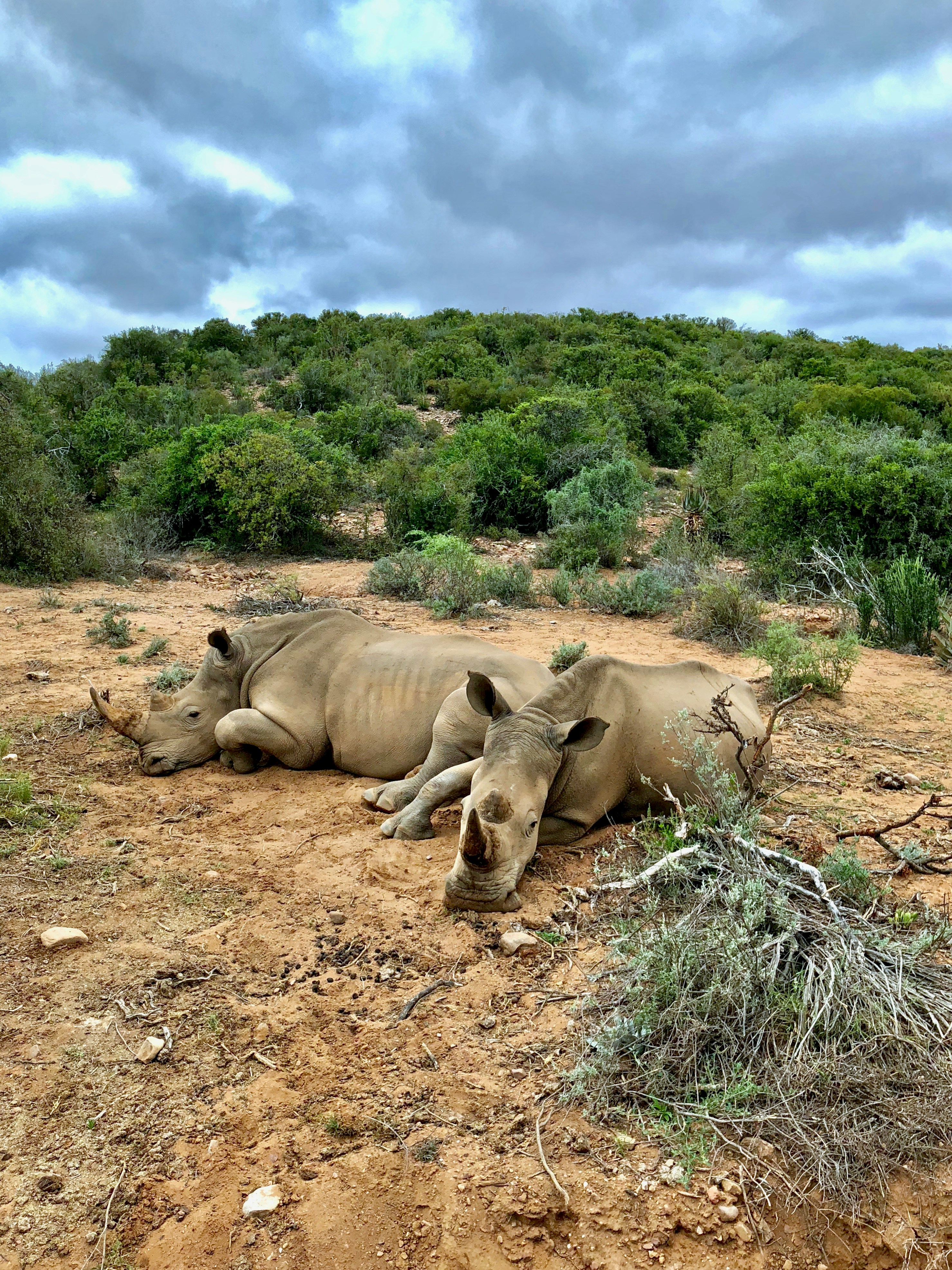 two brown rhinoceros