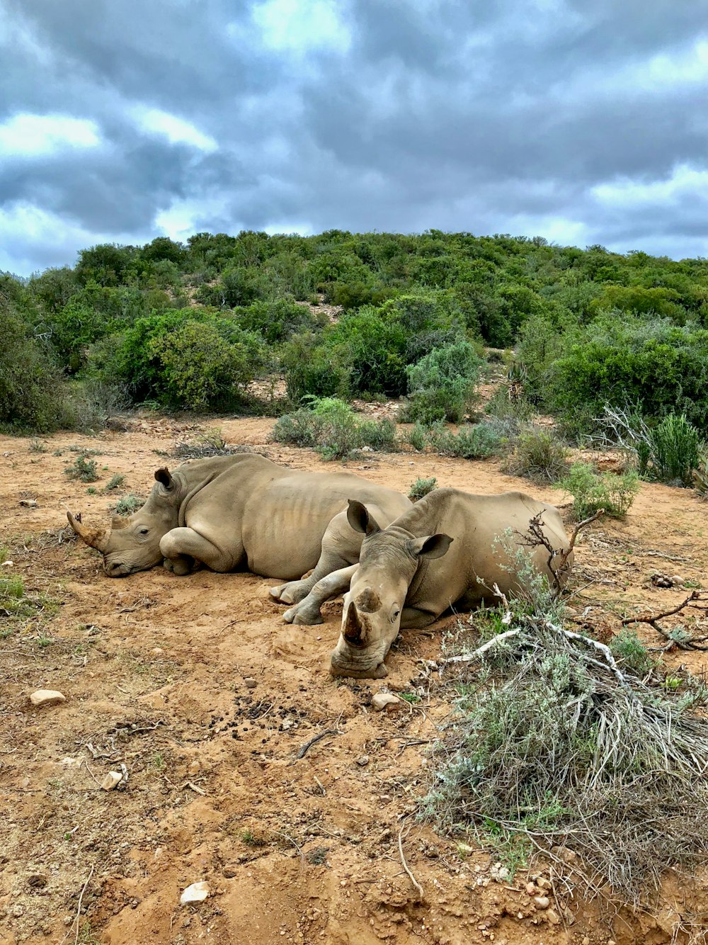 two brown rhinoceros