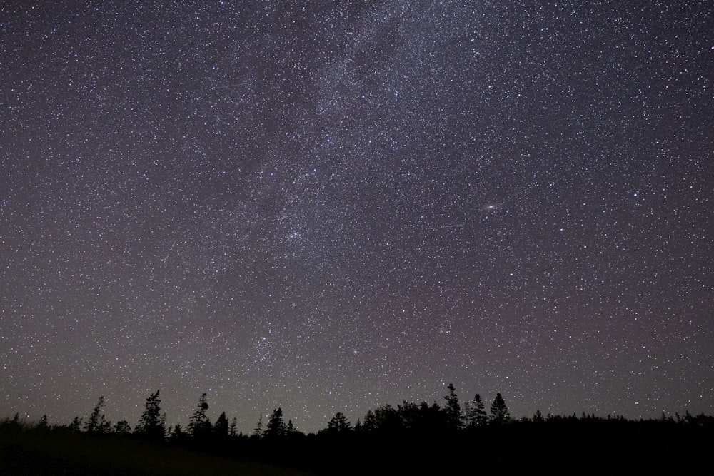 silhouette photography of trees under sky