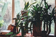 Large potted plants with long green leaves are placed in front of a window. The background shows a blurry view through the glass. Books and other small plants can be seen nearby, adding a cozy indoor garden vibe.
