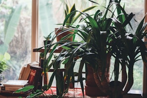Large potted plants with long green leaves are placed in front of a window. The background shows a blurry view through the glass. Books and other small plants can be seen nearby, adding a cozy indoor garden vibe.
