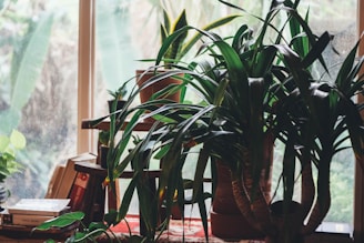 Large potted plants with long green leaves are placed in front of a window. The background shows a blurry view through the glass. Books and other small plants can be seen nearby, adding a cozy indoor garden vibe.