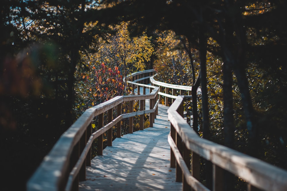 bridge between trees