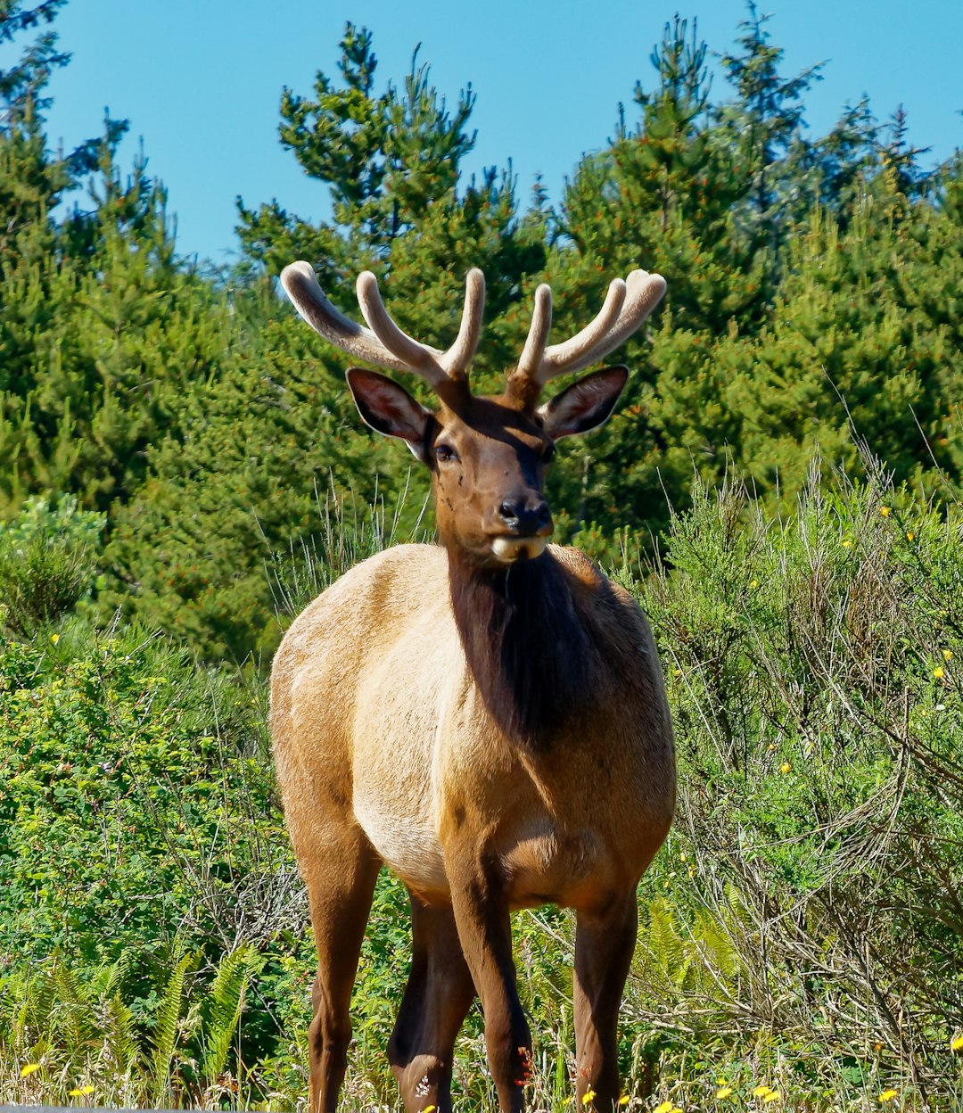 travelers stories about Wildlife in Fort Stevens, United States