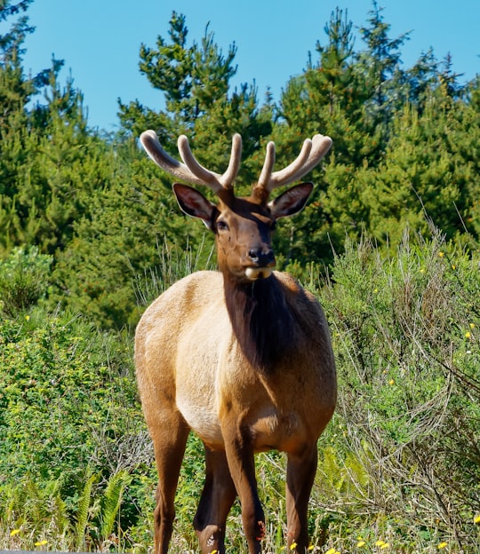 brown deer in Fort Stevens United States