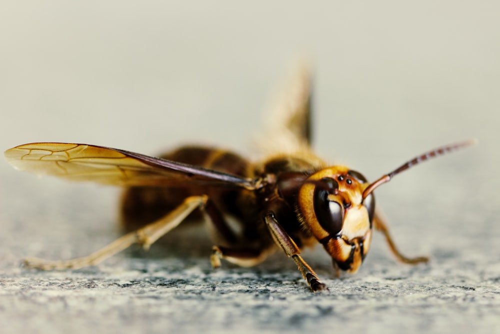 close view of bee