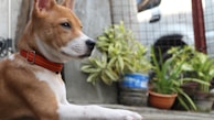 A brown and white dog wearing a red collar is sitting attentively in an outdoor setting. Behind the dog, there are several potted plants with green foliage and a wire mesh fence. The background also includes parts of a parked vehicle that appear slightly out of focus.
