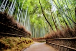 green woods