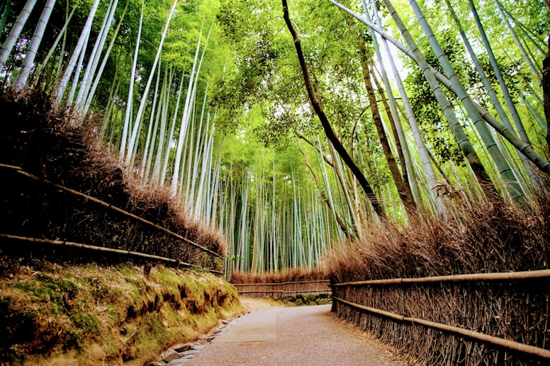 green woods