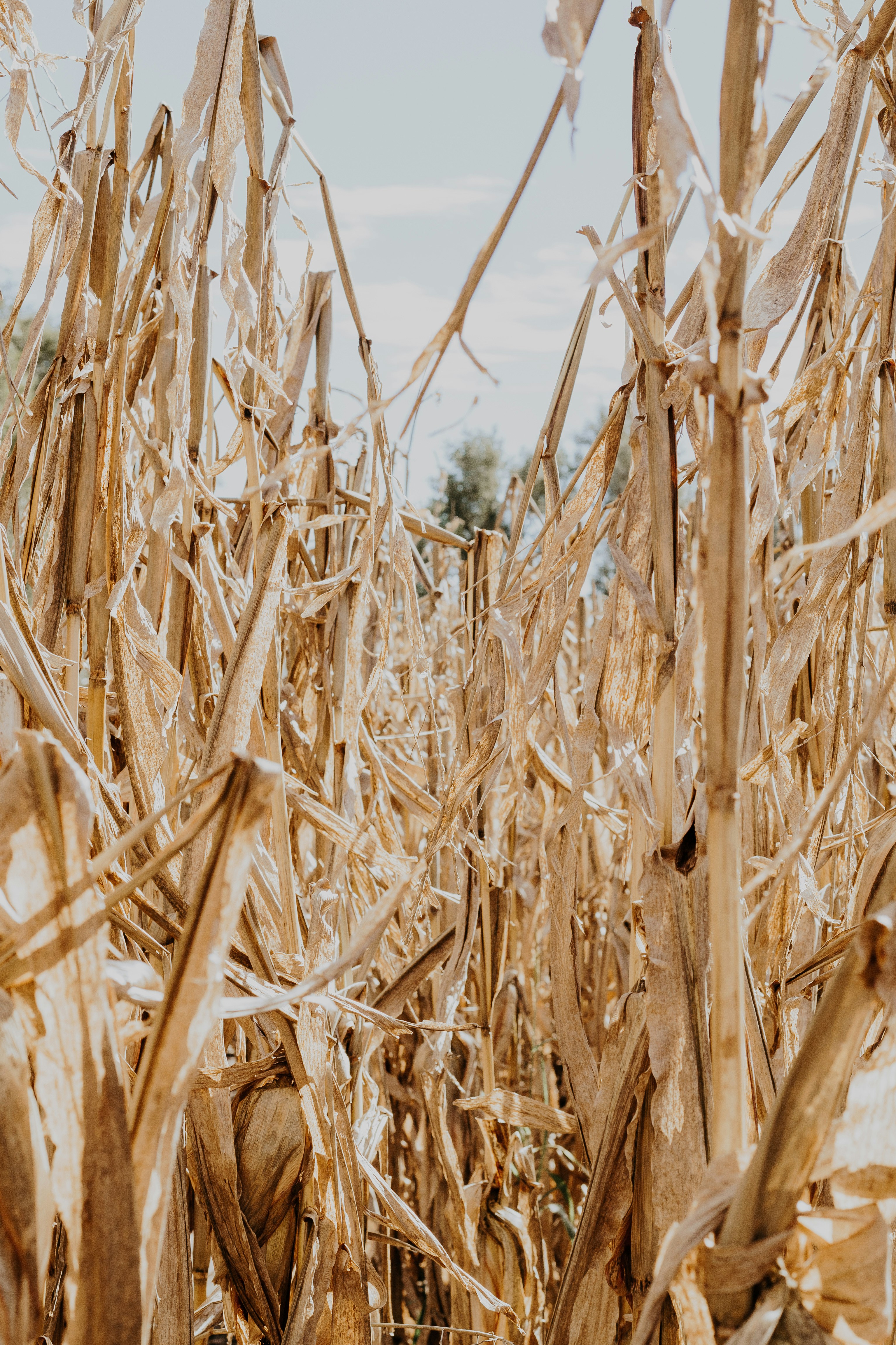 brown grass at daytime