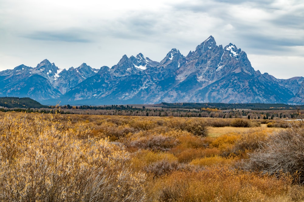 brown grass with mountain background