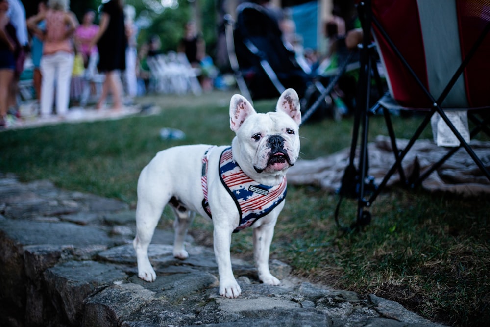 French bulldog on gray concrete