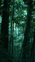 Dense ancient forest canopy with sunlight filtering through leaves