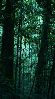 Dense ancient forest canopy with sunlight filtering through leaves