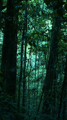 Dense ancient forest canopy with sunlight filtering through leaves
