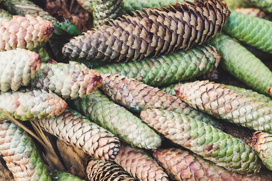 brown-and-green pine cone lot