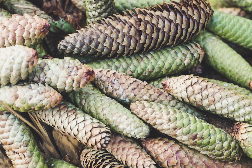 brown-and-green pine cone lot