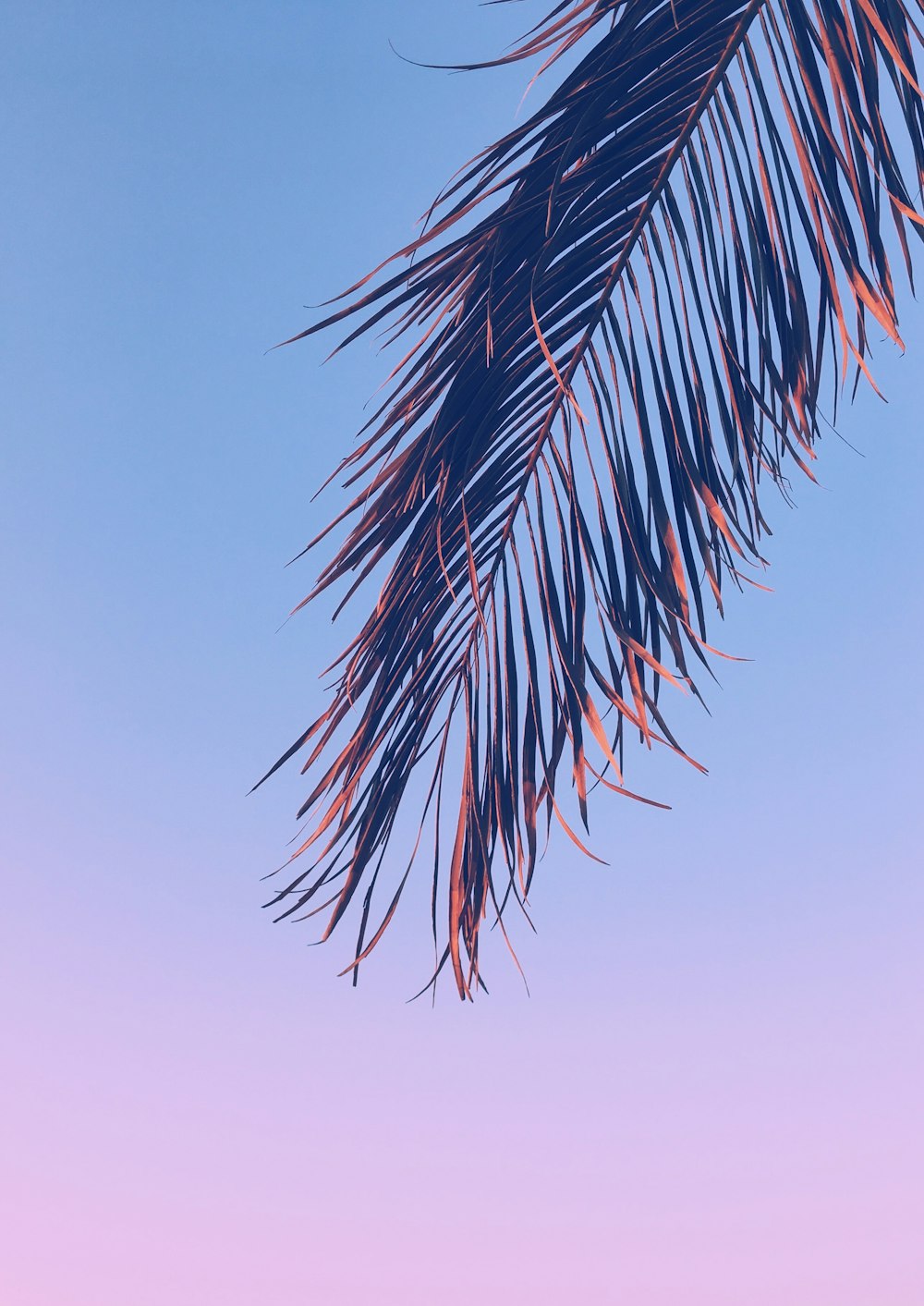 green coconut palm tree under blue sky