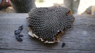 A sunflower head with seeds attached is placed on a wooden surface. A few loose sunflower seeds are scattered beside it, highlighting the texture and dark color of the seeds. The wooden background adds a rustic element to the composition.