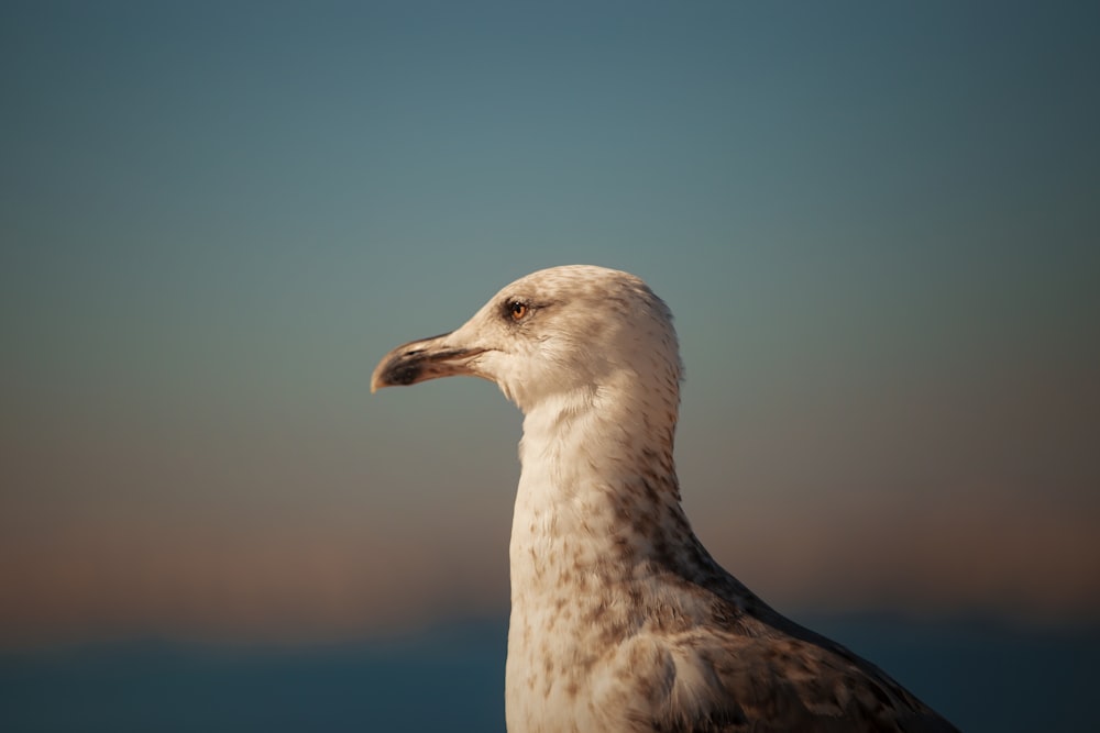 Fotografía de primer plano del pájaro blanco durante el día