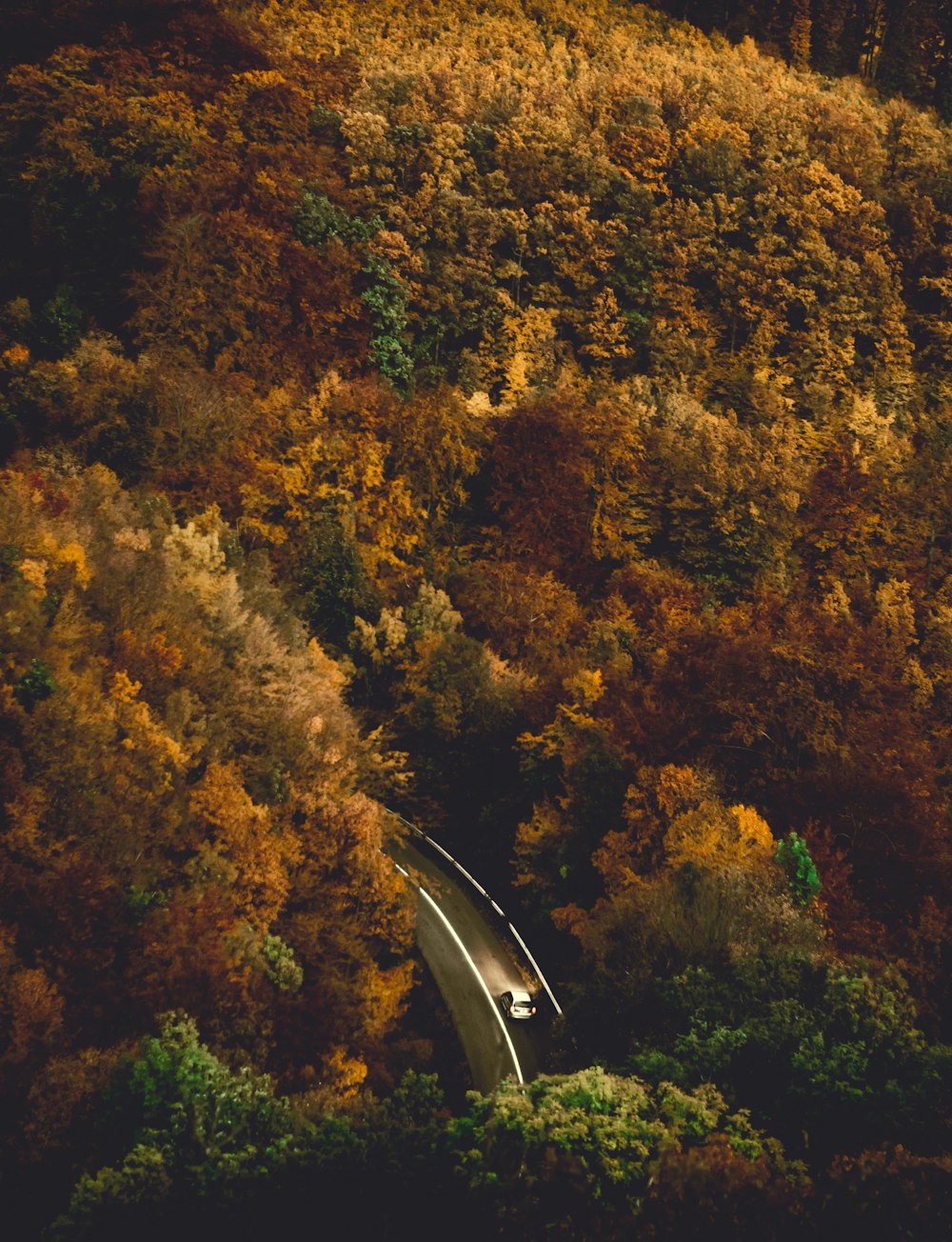 昼間の樹木の航空写真