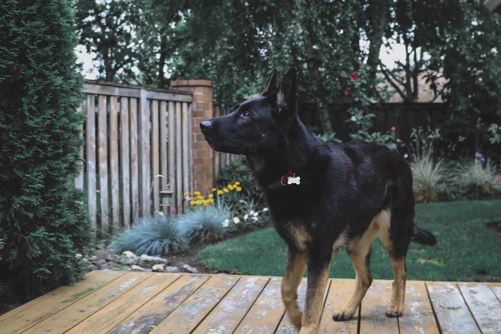 standing black dog on floor inside house