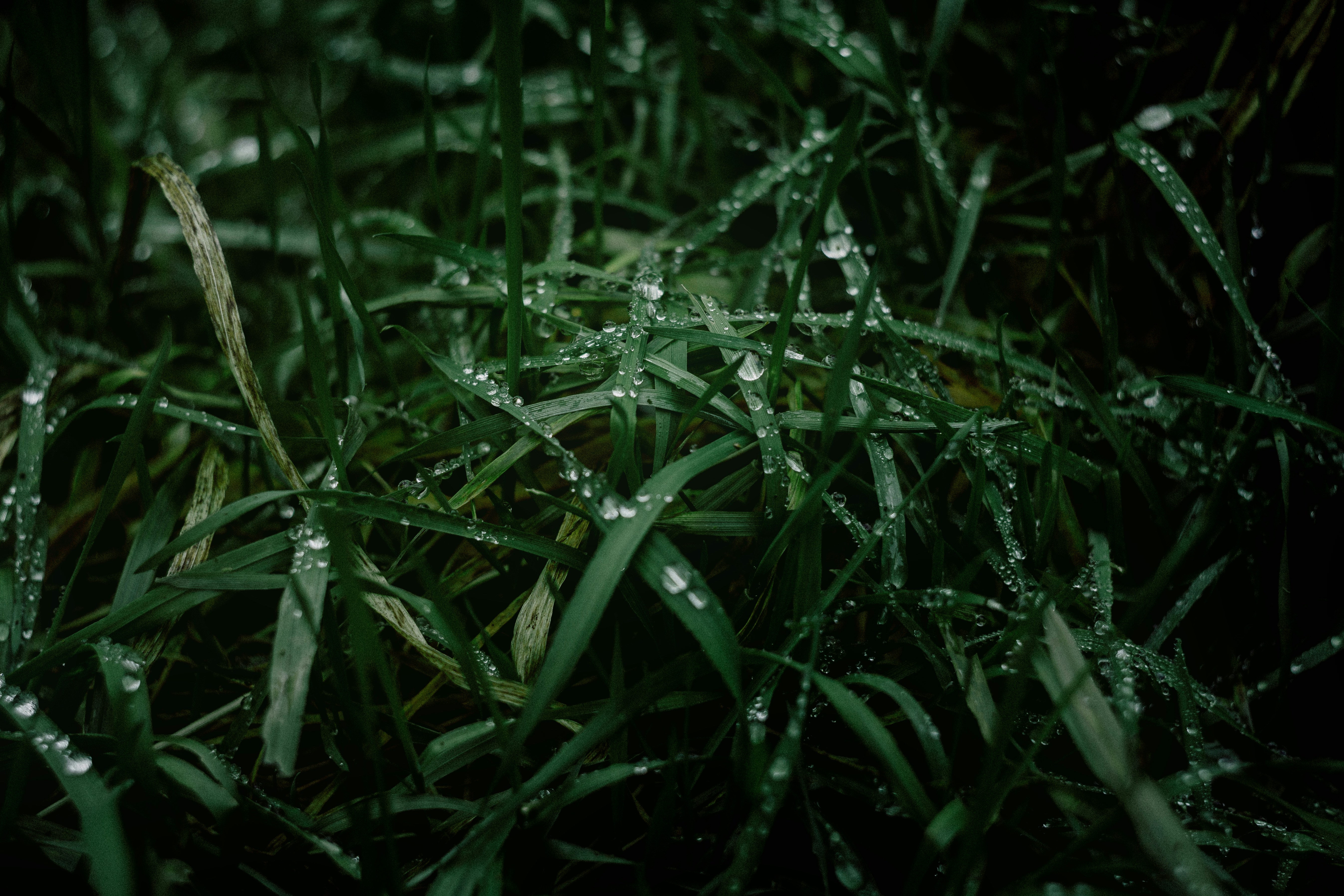 Photo by adrian_infernus