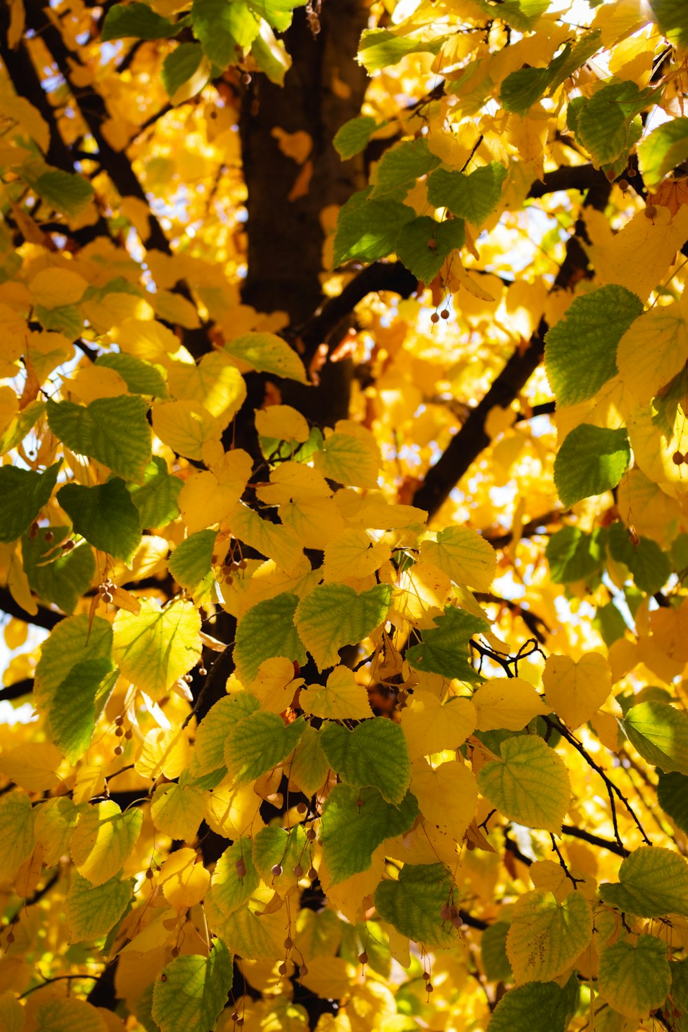 hojas amarillas y verdes