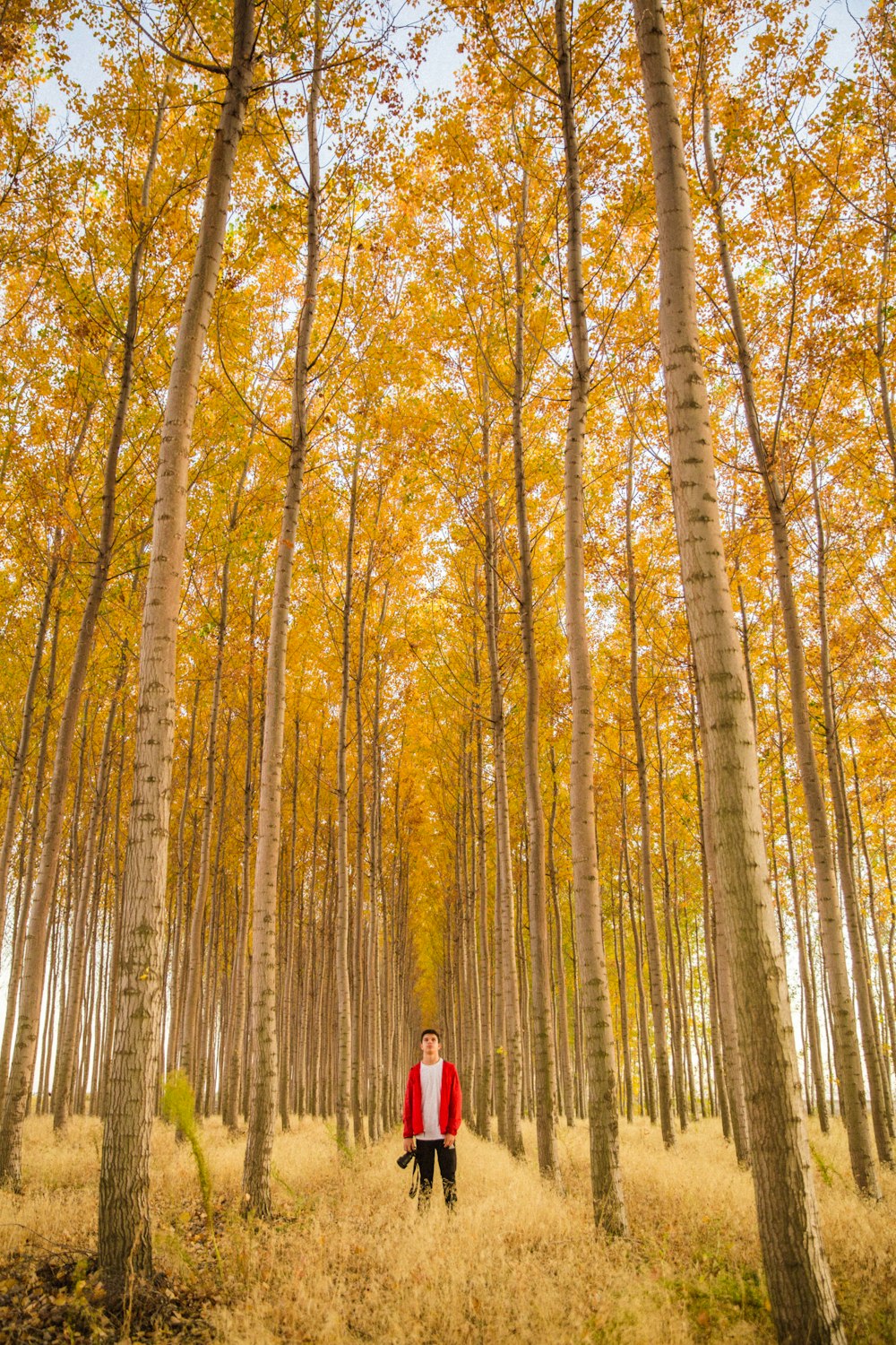 man standing in the middle of tall trees