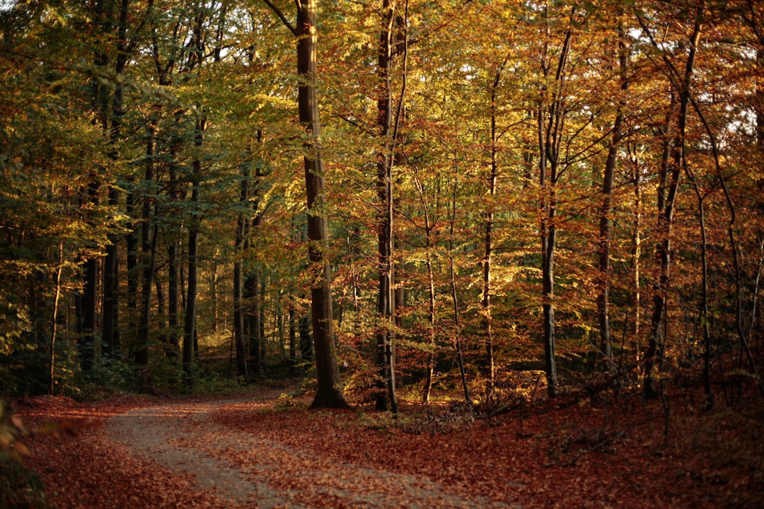 Forest photo spot Vejle Sønderborg