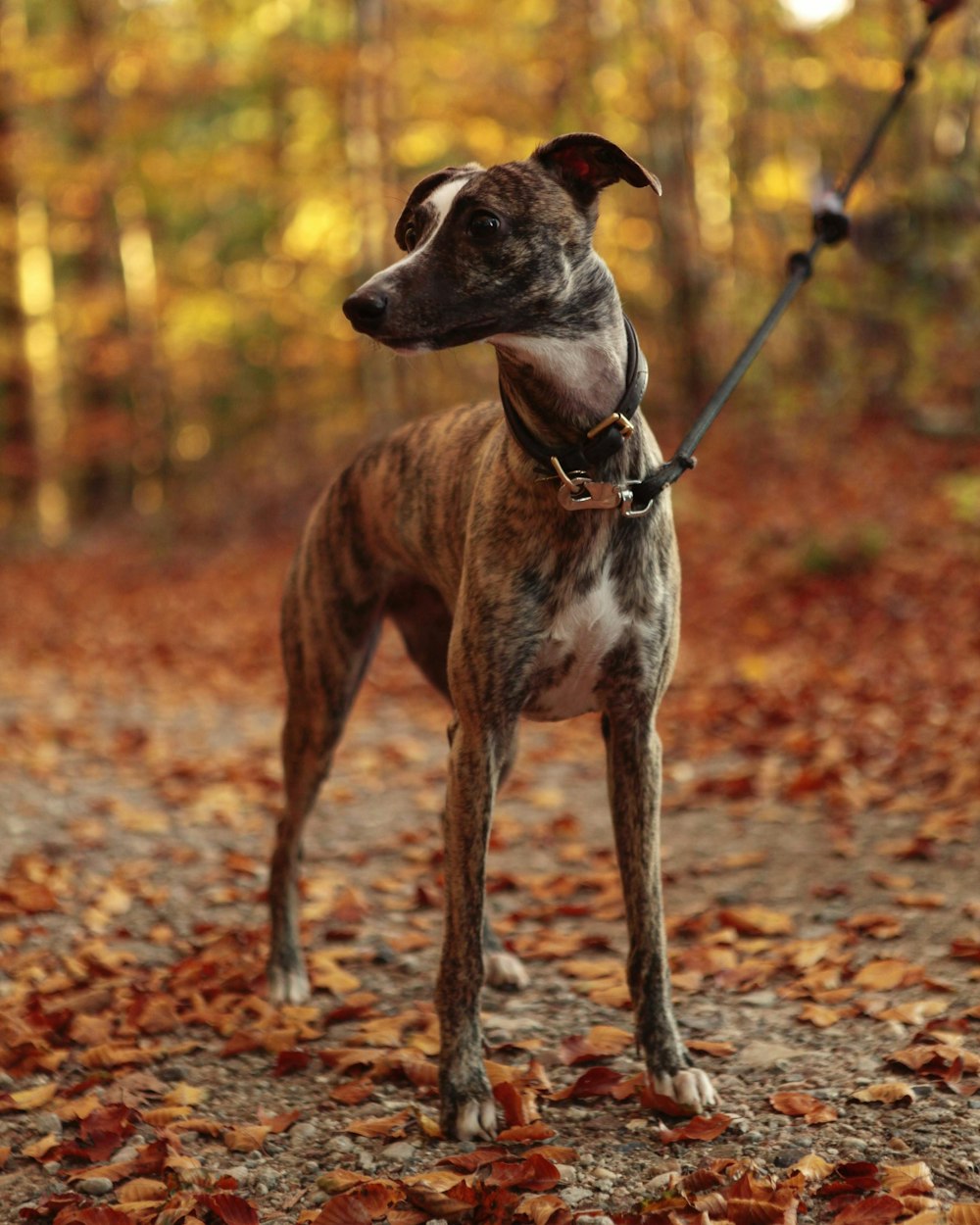 brindle hound standing on dried leaves