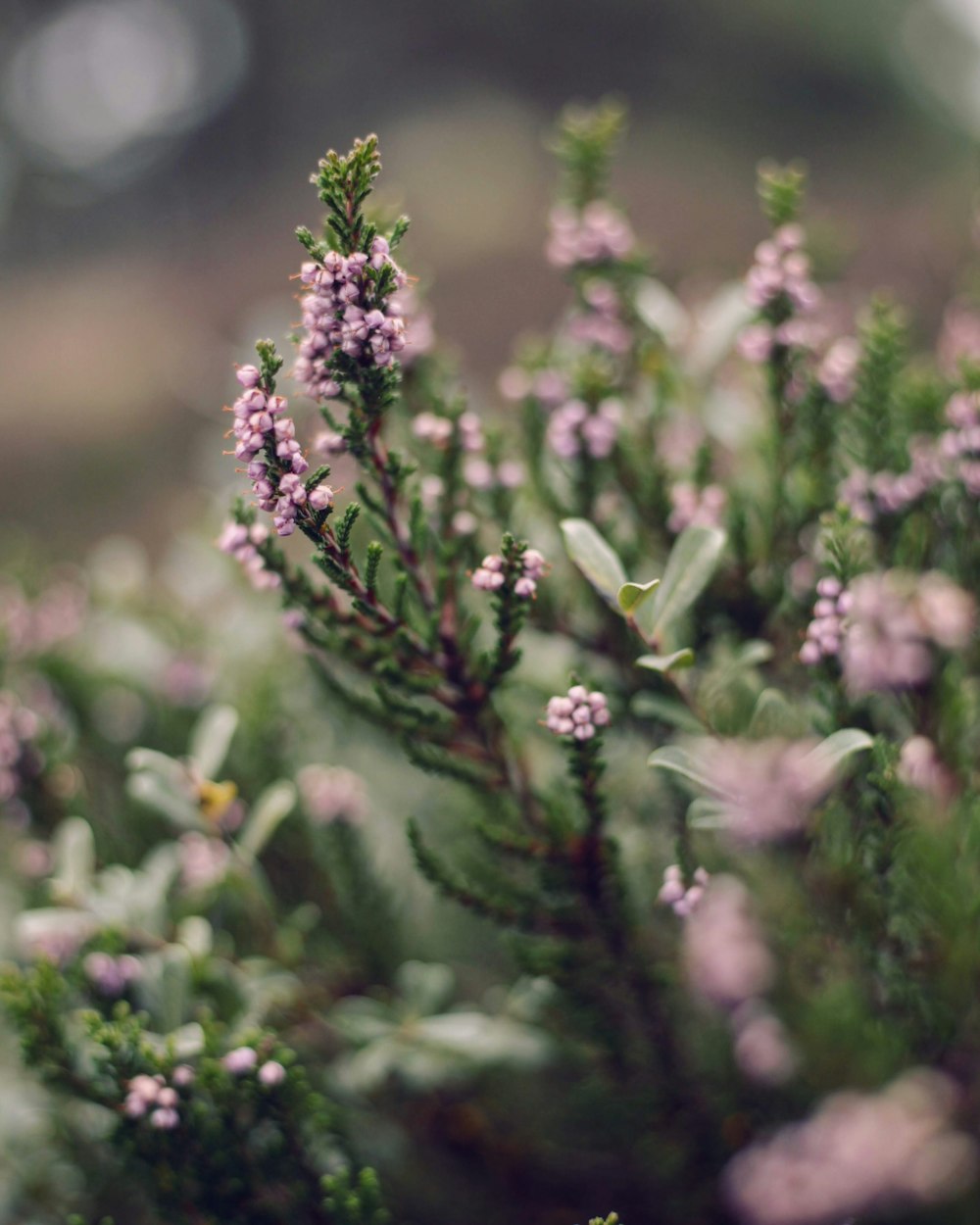 purple-petaled flower on selective focus photography